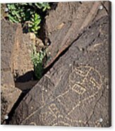 Petroglyph And Sacred Datura - Petroglyph National Monument Acrylic Print