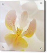 Phalaenopsis Liu's Fantasy 'sweetheart' Acrylic Print