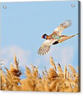 Pheasant Fly By Acrylic Print