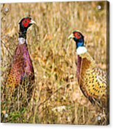 Pheasant Friends Acrylic Print