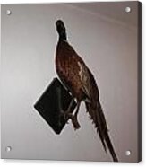 Pheasant Acrylic Print