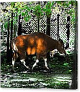 Phenomena Of Banteng Walk Acrylic Print