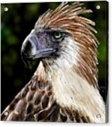 #philippineeagle #eagle #eagleds2 Acrylic Print
