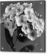 Phlox Blossoms Acrylic Print