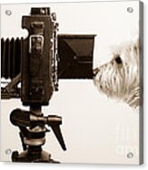 Pho Dog Grapher Acrylic Print