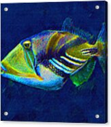 Picasso Triggerfish Acrylic Print