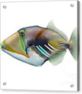 Picasso Triggerfish Rhinecanthus Acrylic Print