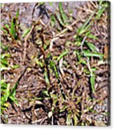 Picturesque Pondhawk Acrylic Print