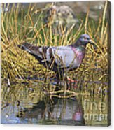 Pigeon At The Pond Acrylic Print