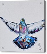 Pigeon In Flight Acrylic Print
