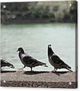 Pigeons Walking On Wall Acrylic Print