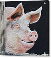 Piggy.  Sold Acrylic Print