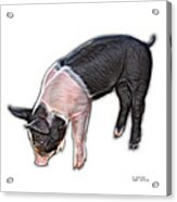 Piglet - 0878 Fs Acrylic Print