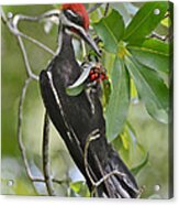 Pileated Woodpecker Acrylic Print