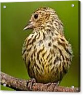 Pine Siskin With Yellow Coloration Acrylic Print