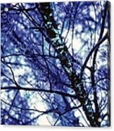 Pine Trees, Blue Redux Acrylic Print