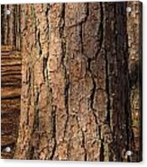 Pinebark Acrylic Print