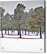 Pines And Snow Acrylic Print