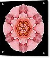 Pink And Orange Rose Iv Flower Mandala Acrylic Print