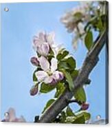 Pink And White Crabapple Flowers Acrylic Print