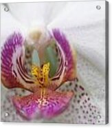 Pink And White Orchid Acrylic Print