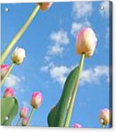 Pink And White Tulips 03 Acrylic Print