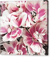 Pink And White Tulips Acrylic Print