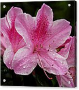 Pink Azalea Acrylic Print