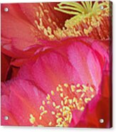 Pink Cactus Flower Bouquet Ii Acrylic Print