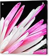 Pink Chrysanthemum Flower Isolated On Black Background. Macro Acrylic Print