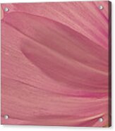 Pink Cosmo Petals Macro Acrylic Print