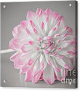 Pink Dahlia Acrylic Print