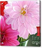 Pink Dahlias In The Morning Acrylic Print