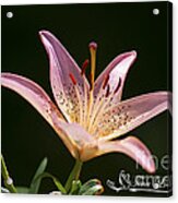 Pink Day Lily 20120615_41a Acrylic Print