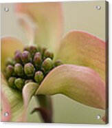 Pink Dogwood Macro Acrylic Print