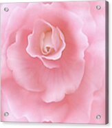 Pink Fantasy Begonia Flower Acrylic Print