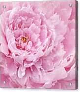 Pink Feathers Acrylic Print