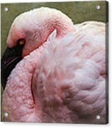 Pink Flamingo 2 Acrylic Print