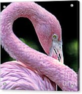 Pink Flamingo Acrylic Print