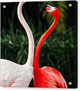 Pink Flamingos - Who's The Boss? Acrylic Print