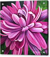Pink Flower Fluff Acrylic Print
