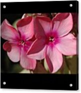 Pink Flower With X Shadows Acrylic Print