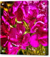 Pink Flowers Lustre Acrylic Print