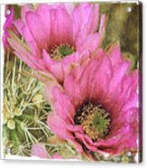 Pink Hedgehog Cactus Flower Acrylic Print