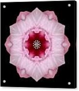 Pink Hibiscus I Flower Mandala Acrylic Print