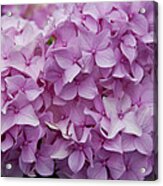 Pink Hydrangea Acrylic Print