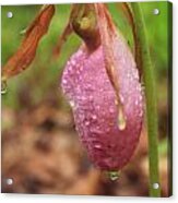 Pink Lady's Slipper Wildflower In Rain Acrylic Print
