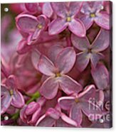 Pink Lilac Acrylic Print
