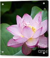Pink Lotus Flower Acrylic Print
