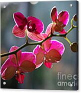 Pink Orchid Branch Acrylic Print